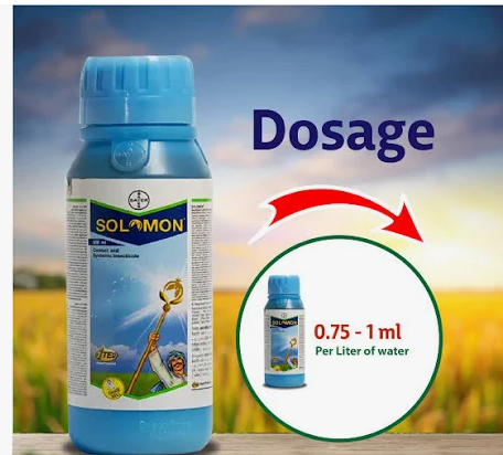 SOLOMON