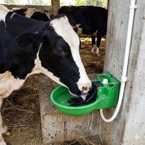 Automatic Livestock Water Bowl