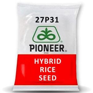 Pioneer 27P31 Paddy Seeds