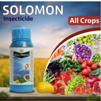 SOLOMON