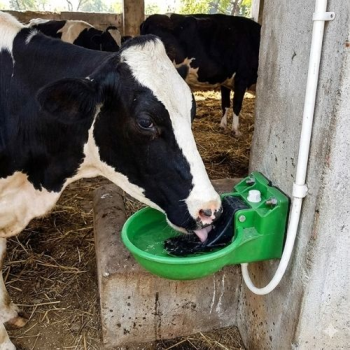 Automatic Livestock Water Bowl