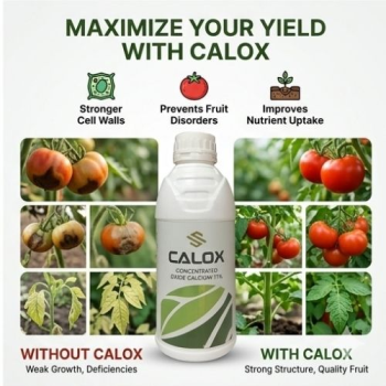 Calox 