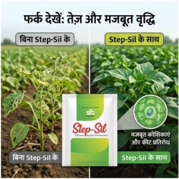 StepSil (Silicon  powder)