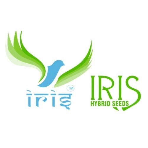 Iris Hybrid Seeds